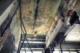 Best Black Mold Removal in Pine Lake Park, NJ